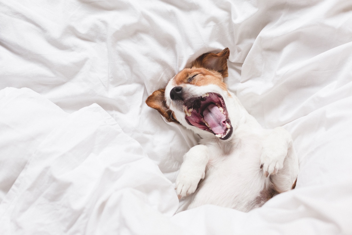 Ein Hund gähnt im Bett nach der ersten Nacht in der neuen Wohnung, die eine Studentin ganz ohne Heimweh überstanden hat.